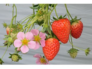 最大で10〜15種類食べ比べできます。時期や生育状況により異なります。