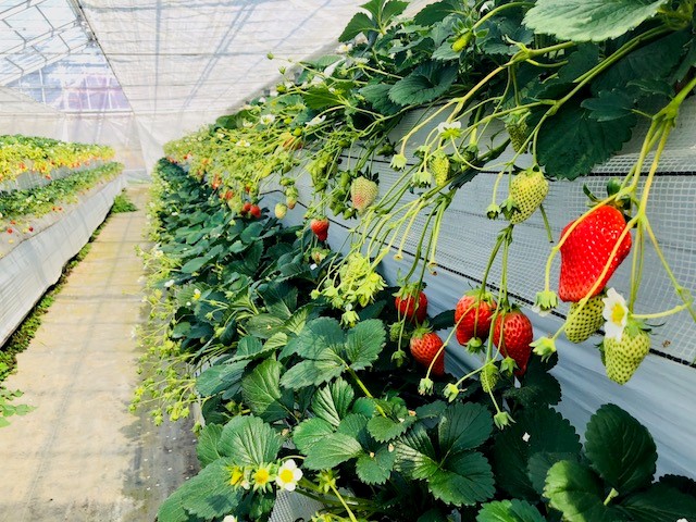 ݍ͔|͎Ԉ֎qł܂g҂̕pƂȂ܂idbɂĂmFEv\j