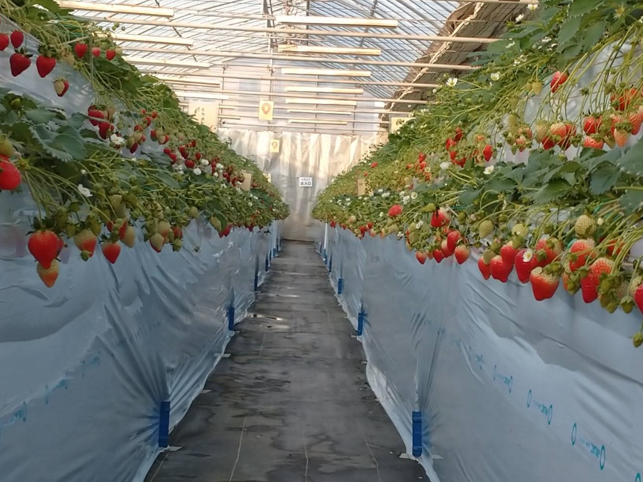 L߂ɂĂ̂ŁAԂxr[J[ʂ܂BQix`ݒuAȂqlłł邱Ƃł܂B