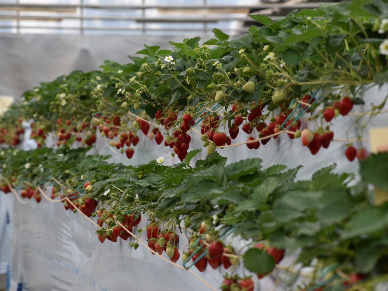 C`S̗lqłi2020N4BejBQix`ql̖ڐ猩Ƃ̂悤ȊɂȂ܂B