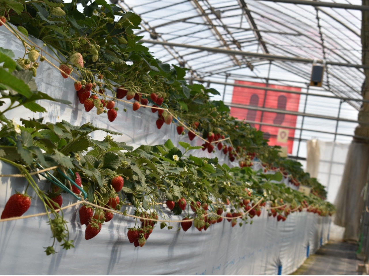 C`S̗lqłi2020N5BejBC`S̐󋵂́AeSNSɂĔMĂ܂B