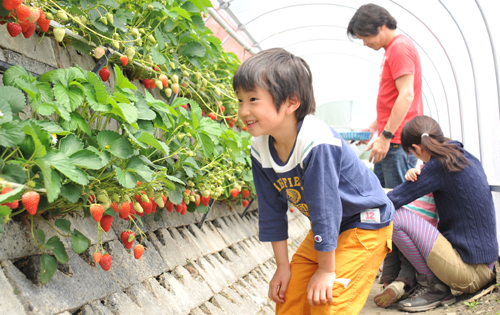 【3/23~4月末】こだわりの石垣いちご狩り!30分間食べ放題+いちご農家直営カ...