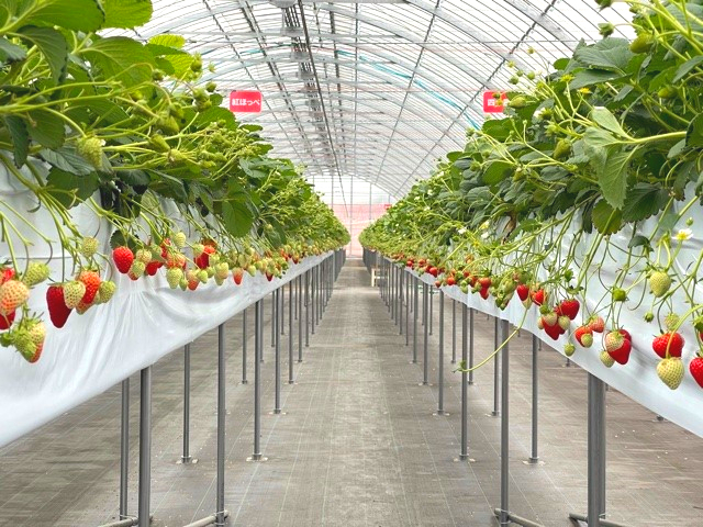 2026年【千葉県袖ケ浦×イチゴ狩り】アクアライン降りてすぐ!完全リニューアル☆...