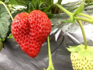 ハートのような形をしたいちごに出会えるかも♪