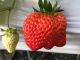 こんな大きないちごが食べられるかも?♪