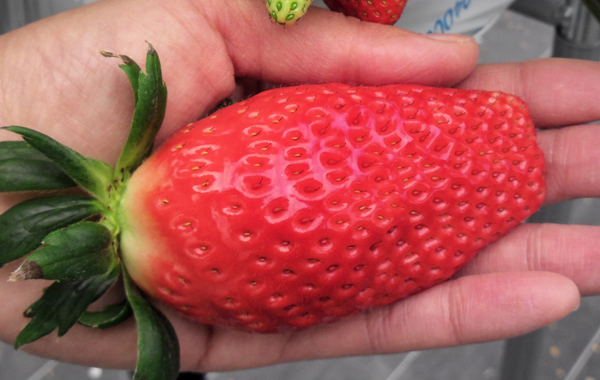 ���͕P���嗱�̂��������������邩���H�I