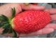 ■章姫■大粒のいちごも見つけられるかも?!