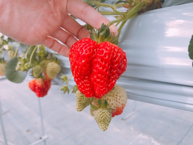 ≪4/13~:【平日】≫【いちご狩り30分食べ放題】<阿賀野市>新潟県ブランドの...