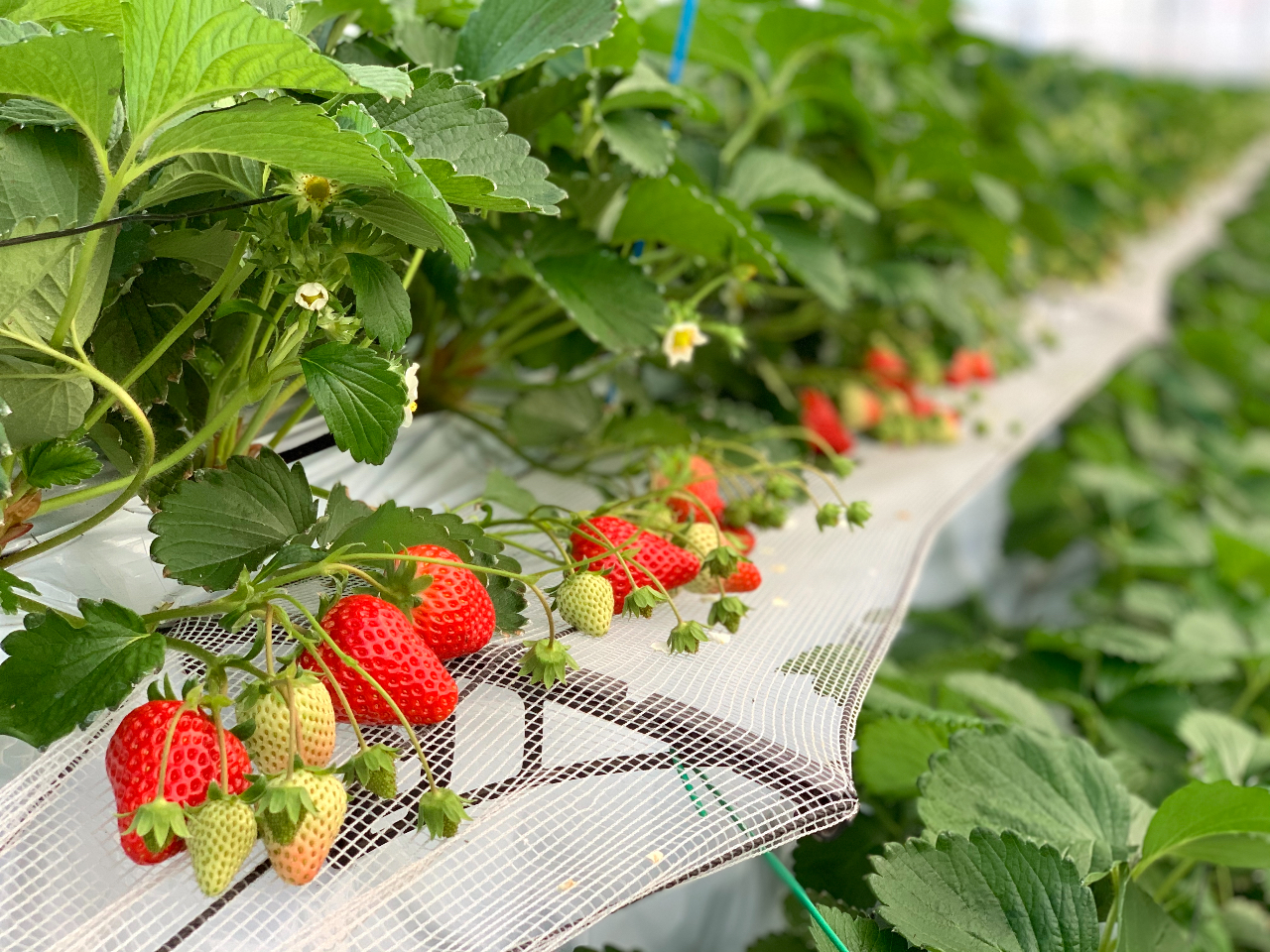 【1/5~4/5開催】★事前予約で入園確約!!広々としたそのべ農園で30分のいち...