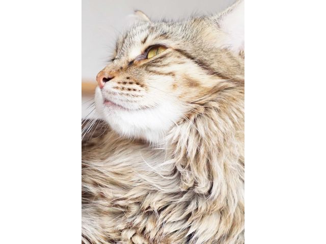 日本で唯一のメインクーン専門店 猫カフェ もふもふの毛並で癒されませんか 友達 カップル ファミリーで 猫カフェ Mof Mof じゃらん遊び体験 日本で唯一のメインクーン専門店 猫カフェ もふもふの毛並で癒されませんか 友達 カップル ファミリーで 猫カフェ Mof Mof じゃらん遊び体験