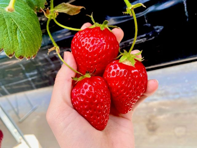 w^܂Ő^ԂȂ߂łIВTĂ񂨏オ肭