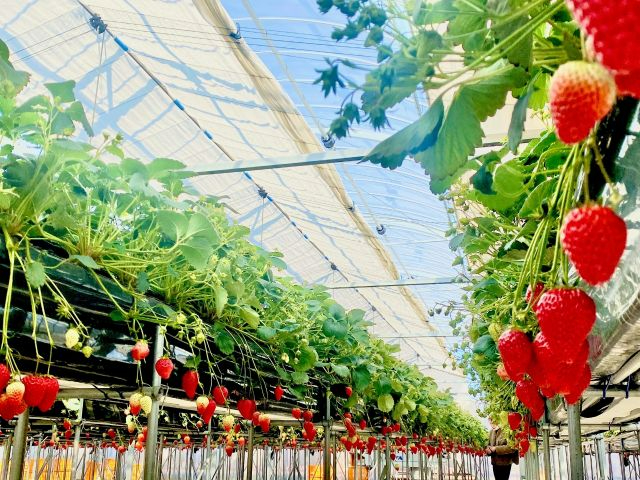 �������͂Q��ށI�����̖��w�g�ق��؁x�Ƃ��܁`���w�����Ђ߁x�ł���