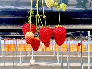 いちごは2種類!初恋の味『紅ほっぺ』とあま〜い『あきひめ』です◎