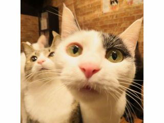 時間無制限 とっても人懐っこい10匹のネコちゃんがお待ちしております ファミリー カップル 女性におすすめ ねこ空間チャモラ じゃらん遊び体験 時間無制限 とっても人懐っこい10匹のネコちゃんがお待ちしております ファミリー カップル 女性におすすめ ねこ空間チャモラ じゃらん遊び体験