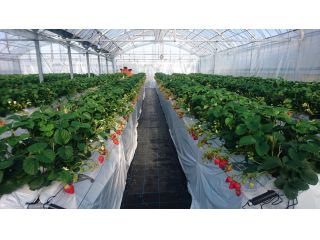※コロナ対策中※【いちご狩り*5品種×20分】【昭和8年創業の観光果樹園】【農園から見渡せる筑後平野は絶景!】【電解水×低農薬】