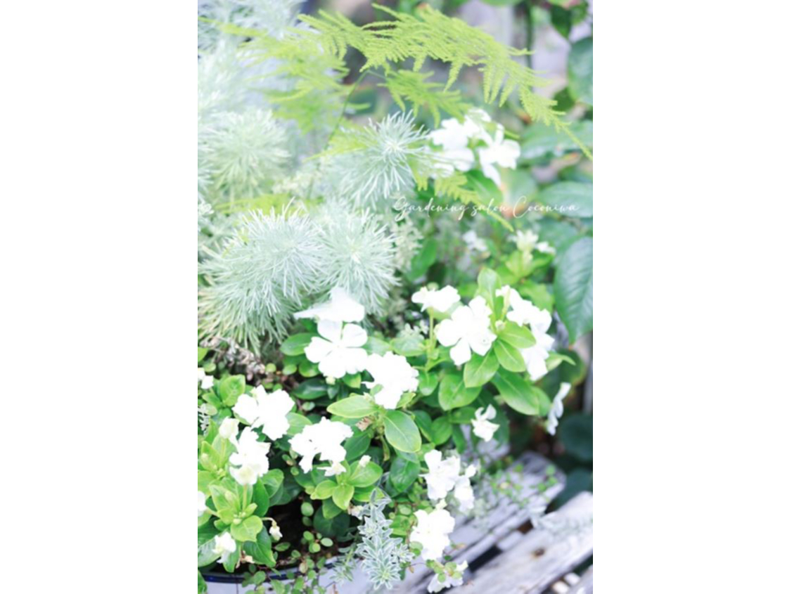 根付き植物を花束のように☆寄せ植えブリコラージュフラワー☆女性・お