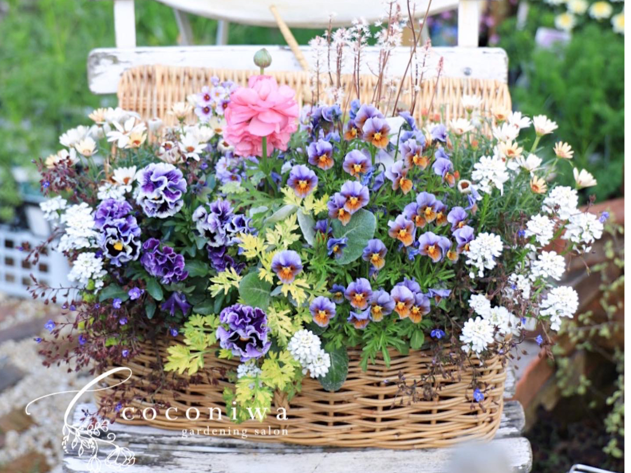 根付き植物を花束のように☆寄せ植えブリコラージュフラワー☆女性・お