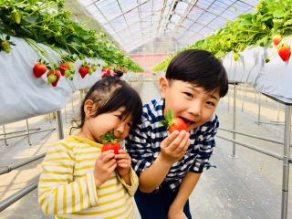《コロナウイルス対策実施中》◆◇2019年4月オープン!いちご狩り30分食べ放題◇◆ムーミンバレーパークやサイボクハムからも近くてアクセス良好★