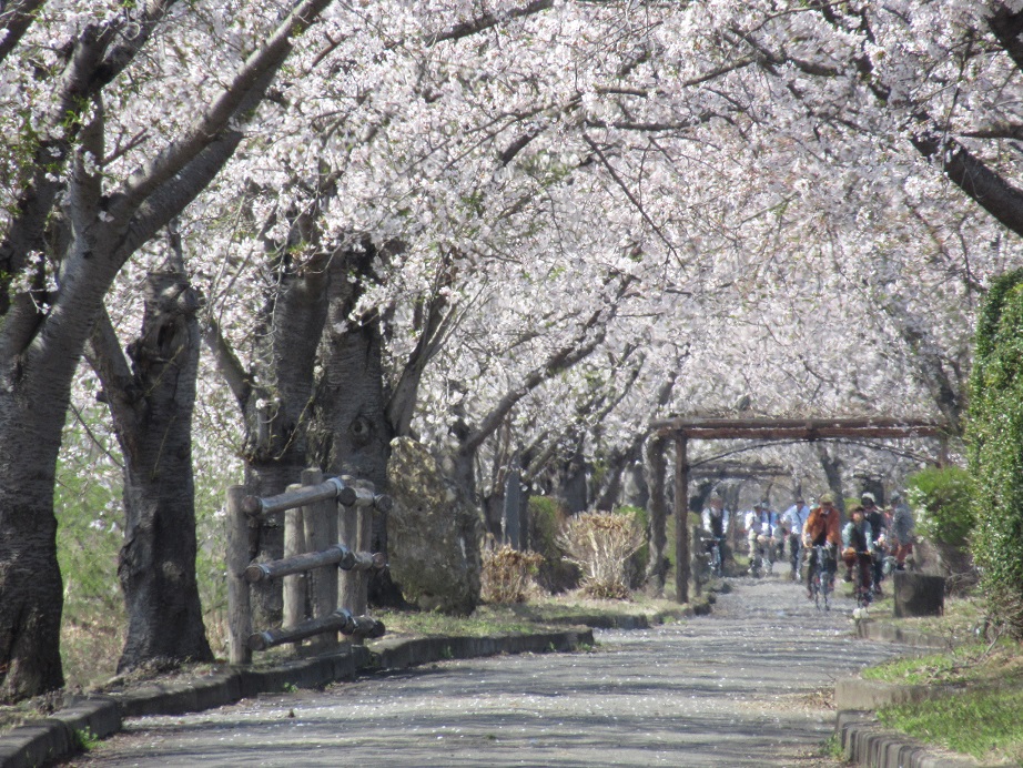 ܂ق΂̗Γɂ͖VOO{̍炫ւĂ܂B