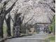 まほろばの緑道には約700本もの桜が咲き誇っています。