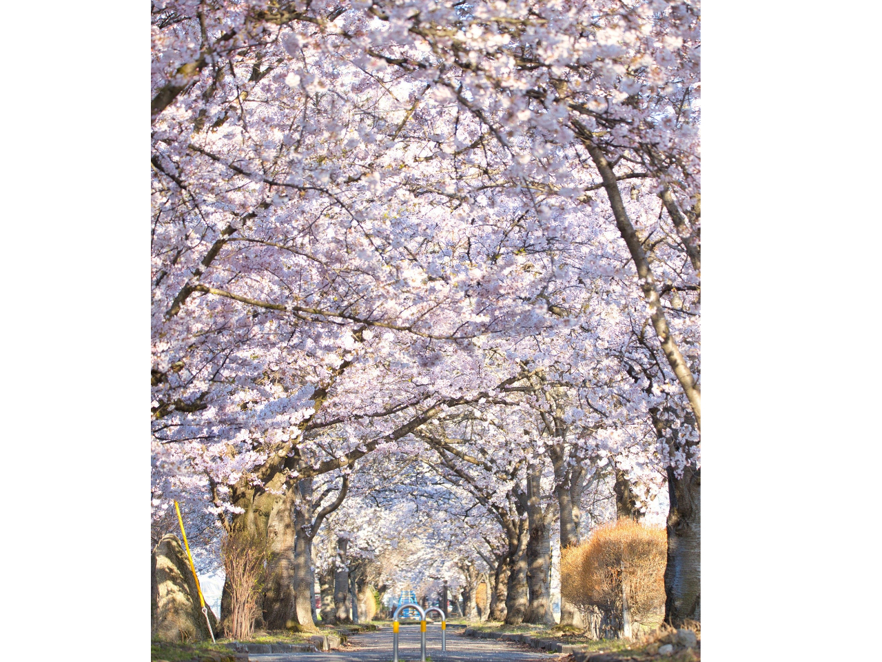 ܂ق΂̗Γɂ͖700{̍炫ւĂ܂B