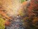 奥祖谷二重かずら橋(女橋、紅葉)