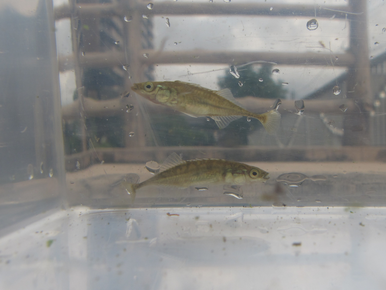 �߂܂��ꂽ��N���A�P�[�X�ŋ߂��Ŋώ@���Ă݂悤�I