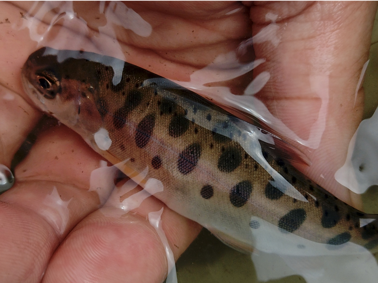 EOCȂǂɌĐ̏Ƃ̂郄}ɂo邩H