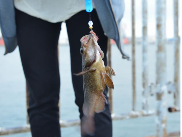 いい形のエゾメバル(ガヤ)が釣れることも。青イソメとブラーと呼ばれる仕掛けで誘います。