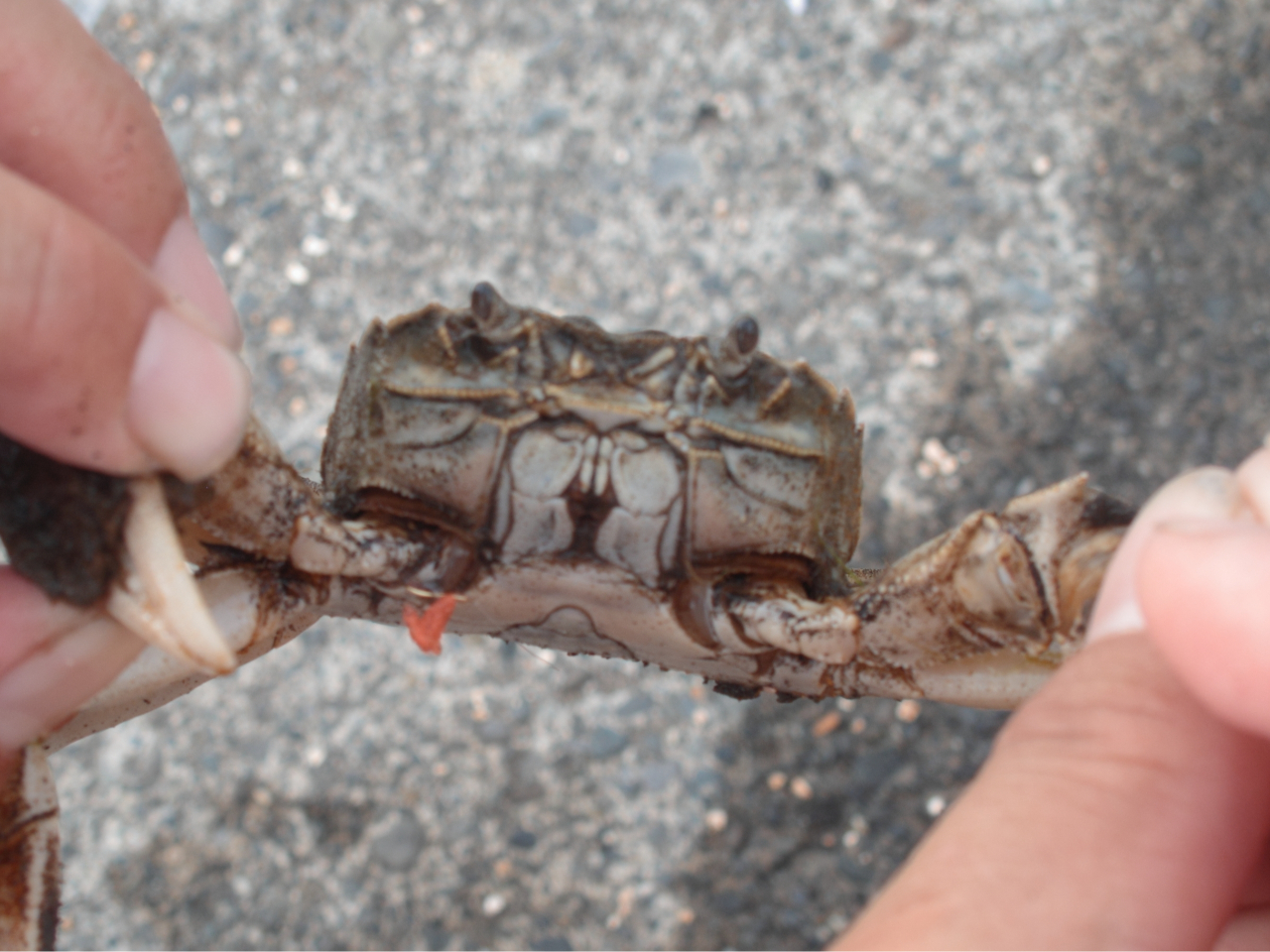 まれにこんな子もかかります。(モクズガニ)