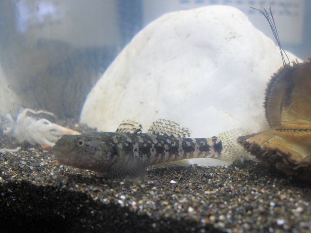 釣れた魚を観察するのに飼ってみるのもよい体験になります。ハゼ類は丈夫なのでおすすめです。