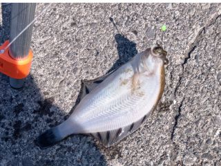 札幌からのアクセスもよく、天然の良好として栄えた小樽港での釣り体験プログラムを行っております。お子様から大人まで、初めての第一歩を応援する企画です。
