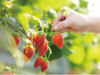 いちご狩り