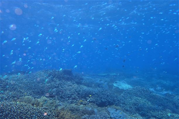 YYEXpGA̐lC|Cg@R[K[f̃TSʂ̊CłB