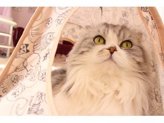 13匹の猫スタッフがお出迎え まるでお家のような空間で楽しむ猫カフェ 2時間入場プラン ねこカフェmimi じゃらん遊び体験 13匹の猫スタッフがお出迎え まるでお家のような空間で楽しむ猫カフェ 2時間入場プラン ねこカフェmimi じゃらん遊び体験