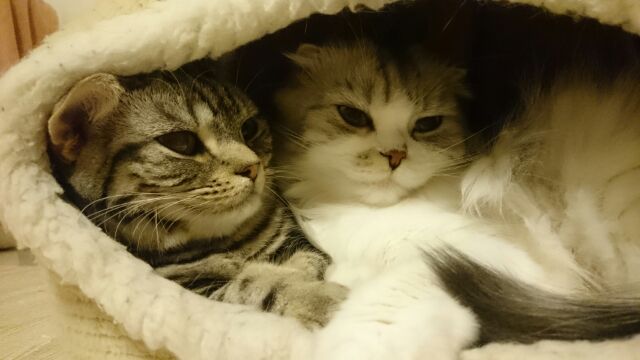 ねこカフェmimiの口コミ一覧 じゃらんnet ねこカフェmimiの口コミ一覧 じゃらんnet