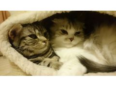 ねこカフェmimi 予約 アクセス 割引クーポン じゃらんnet ねこカフェmimi 予約 アクセス 割引クーポン じゃらんnet