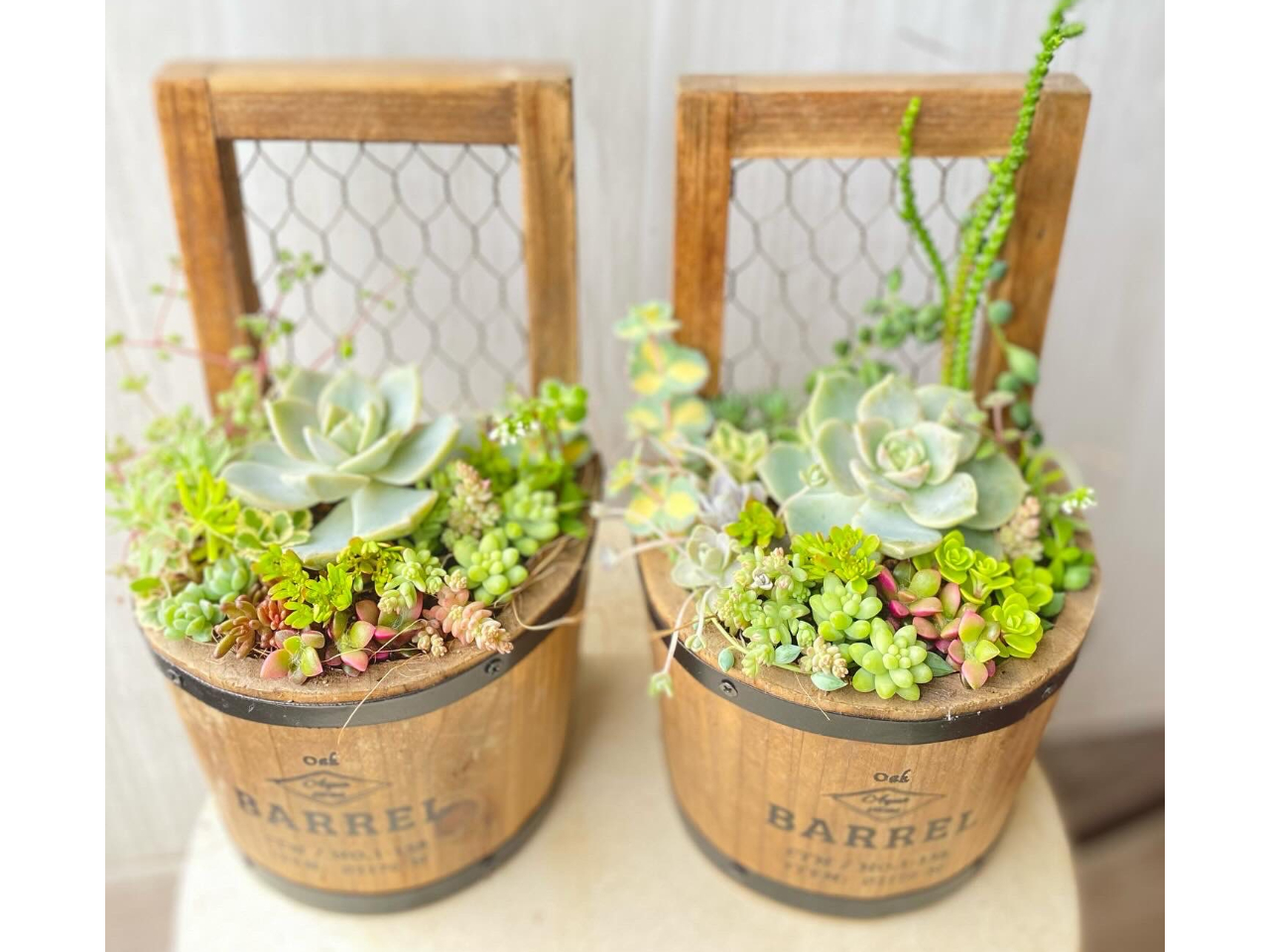 福島県】【会津若松市】 かわいい多肉植物の寄せ植え体験/クレア