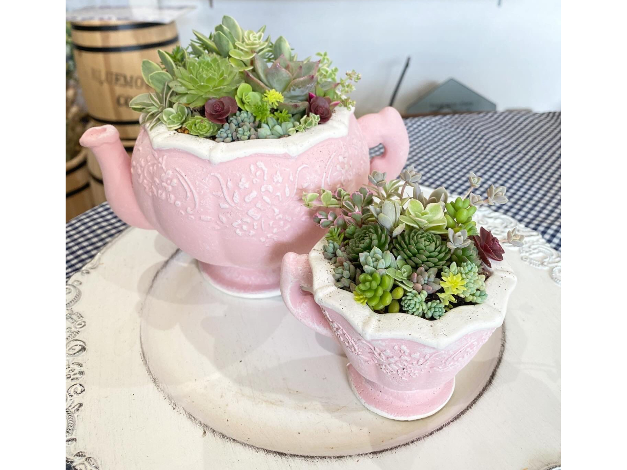 福島県】【会津若松市】 かわいい多肉植物の寄せ植え体験/クレア