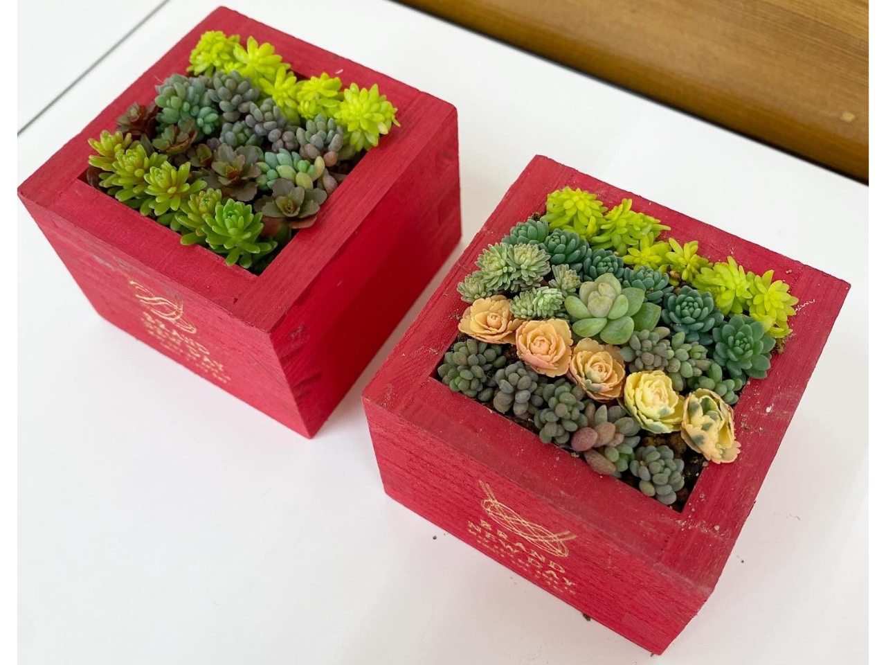 福島県】【会津若松市】 かわいい多肉植物の寄せ植え体験/クレア