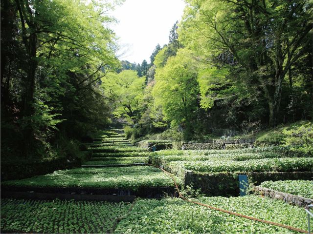 伊豆半島は日本有数のわさびの生産地です。