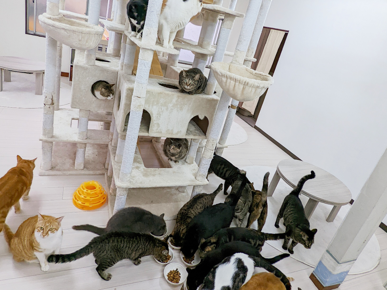 【30分利用から】かわいい保護猫たちと触れ合おう!