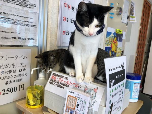 宮城 仙台 保護猫と過ごす魅惑と癒しの時間 ふれあい体験プラン ワンドリンク 猫 のおやつ付き お友達同士 カップル ファミリーで是非お越しください 保護猫シェルター おうちにおいで じゃらん遊び体験