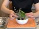 お好きな植物を選べます!