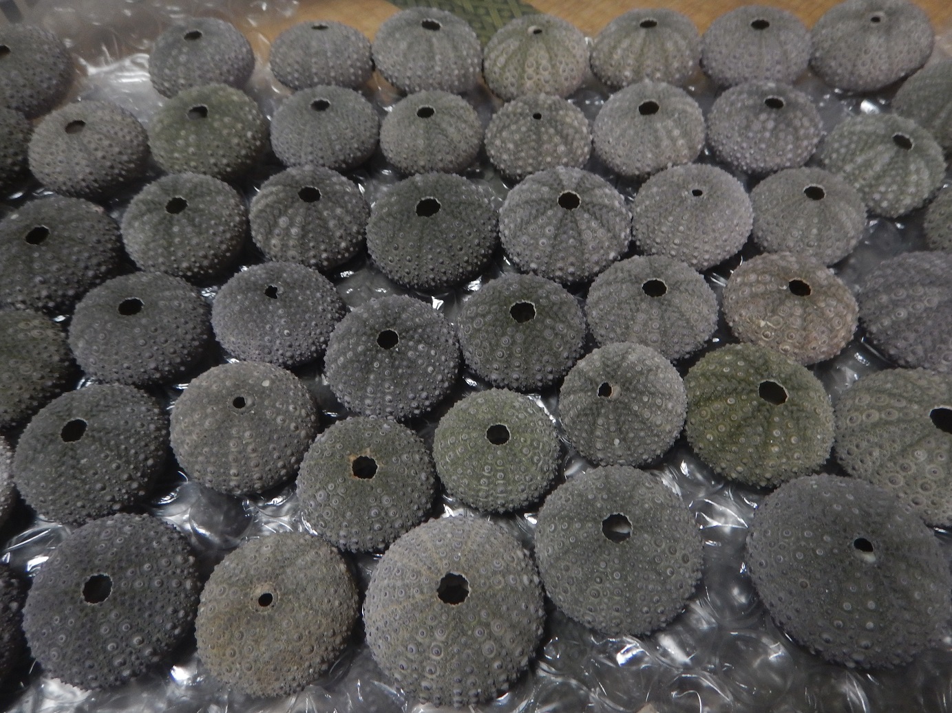 ウニの殻です。