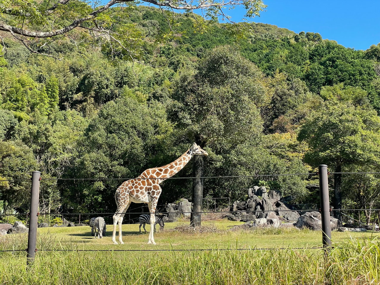 高知県立のいち動物公園