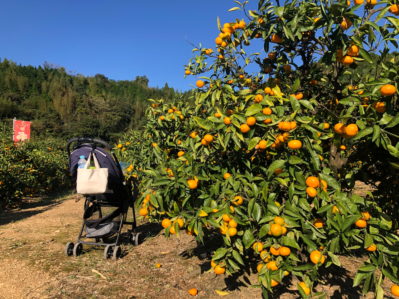 山北みかん・みかん狩り・土佐の高知のくだもの畑