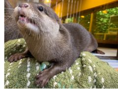関西の動物カフェランキングtop10 じゃらんnet 関西の動物カフェランキングtop10 じゃらんnet