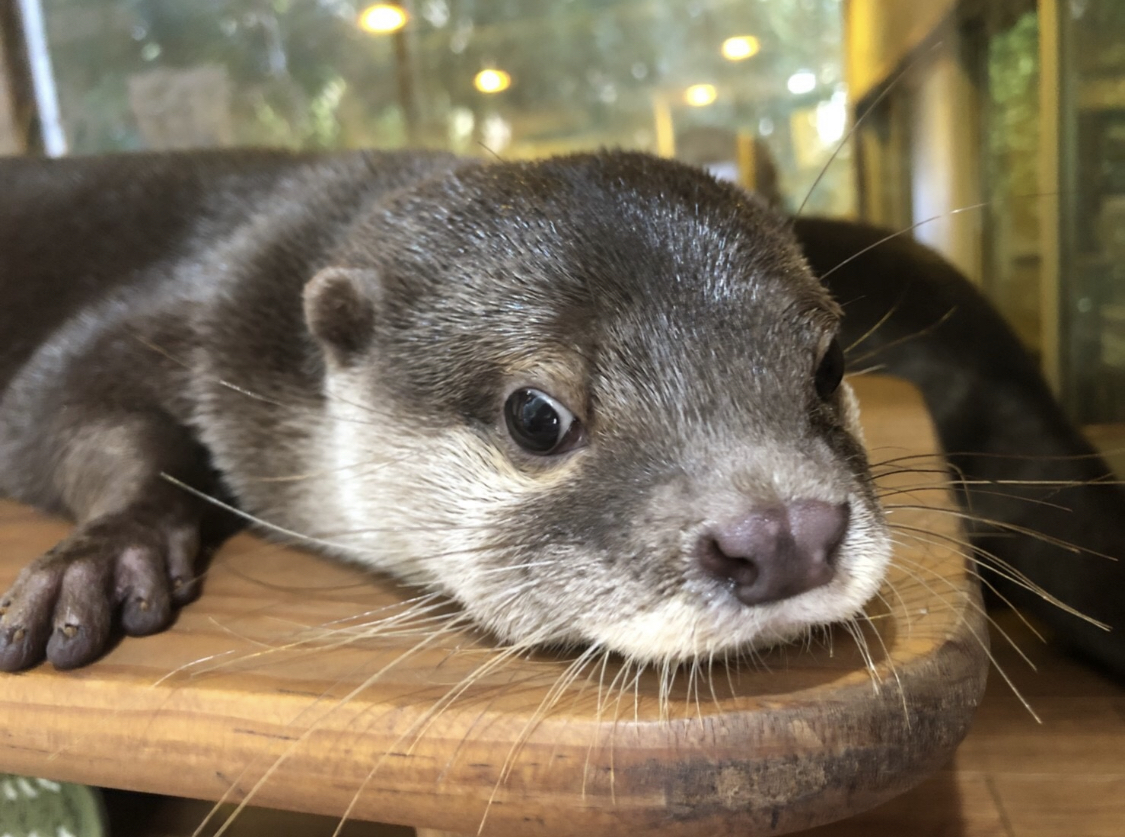神戸三宮 カワウソ ハリネズミなど小動物に癒されよう 1ドリンク カワウソグッズ付き 北野坂 か和うそ Cafe じゃらん遊び体験