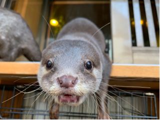 神戸三宮 カワウソ ベンガルキャットや小動物に癒されよう 1ドリンク プレゼント付 北野坂 か和うそ Cafe じゃらん遊び体験 神戸三宮 カワウソ ベンガルキャットや小動物に癒されよう 1ドリンク プレゼント付 北野坂 か和うそ Cafe じゃらん遊び体験
